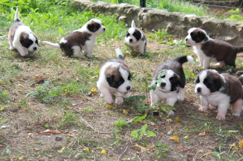 Des Murmures du Réveillon - Chien du Saint-Bernard - Portée née le 29/07/2012