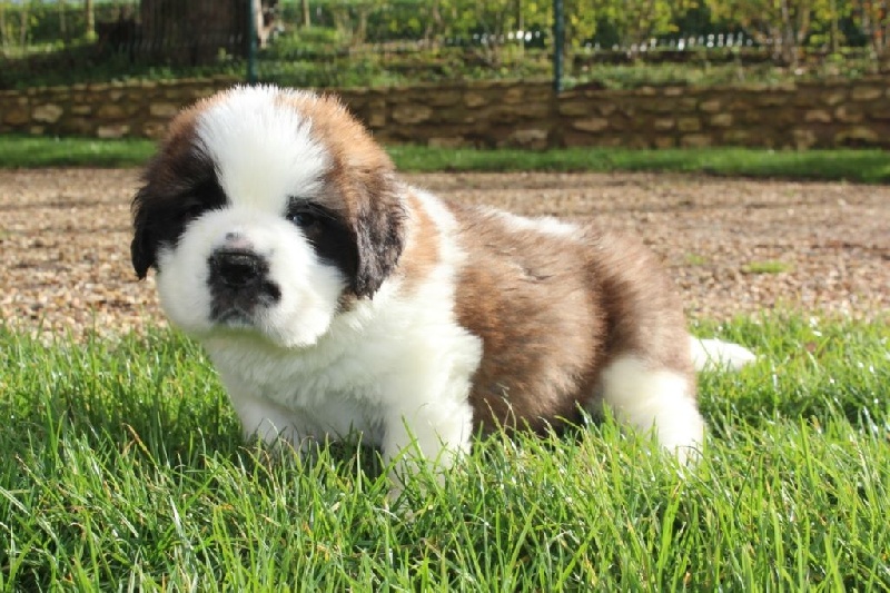 Des Murmures du Réveillon - Chien du Saint-Bernard - Portée née le 03/12/2014